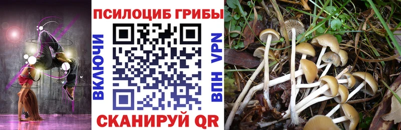 Псилоцибиновые грибы Psilocybine cubensis  как найти закладки  Гаджиево 